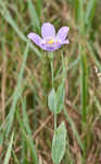 Catchfly prairie gentain